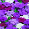 50 Cascade Beauty Blue Impatiens Flower Seeds - Annual Bloom - Image 1