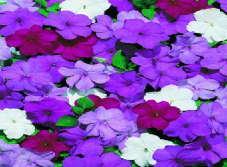 50 Cascade Beauty Blue Impatiens Flower Seeds - Annual Bloom - Image 1