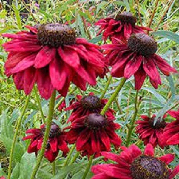 50 Cherry Brandy Coneflower Seeds - Echinacea Perennial Flower Seed - Image 1