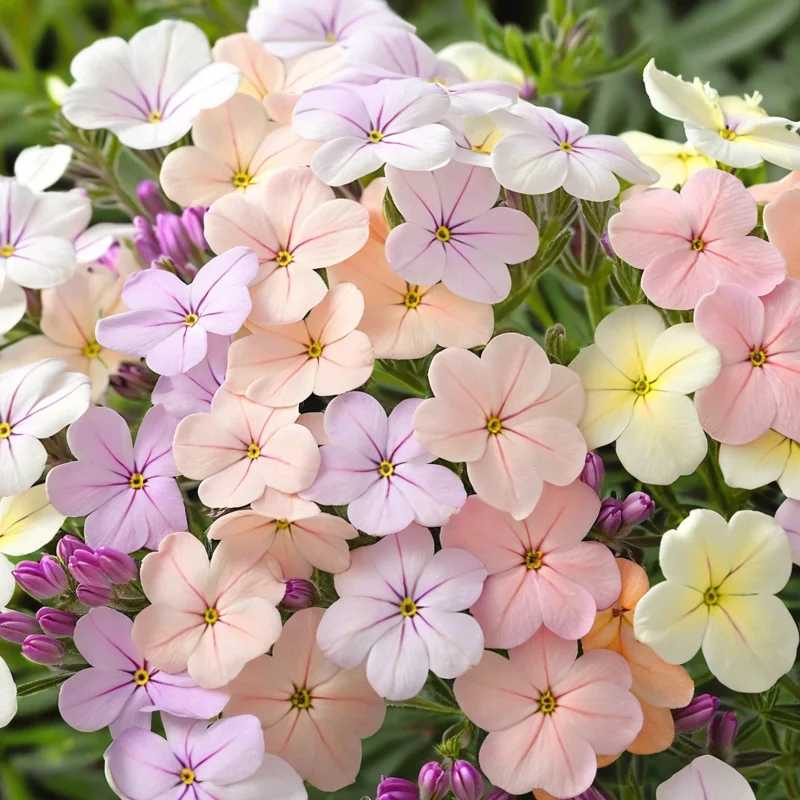 50 Creme Brulee Phlox Seeds - Perennial Flower Seeds for Bees & Butterflies - Image 1