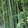 50 Cui Zhu Bamboo Seeds – Clumping Privacy Screen – Garden & Shade - Image 1