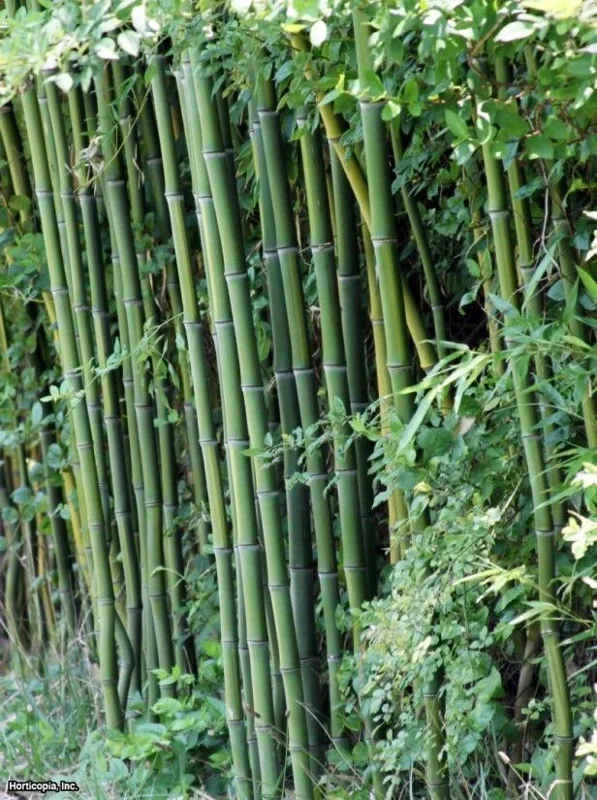 50 Cui Zhu Bamboo Seeds – Clumping Privacy Screen – Garden & Shade - Image 2