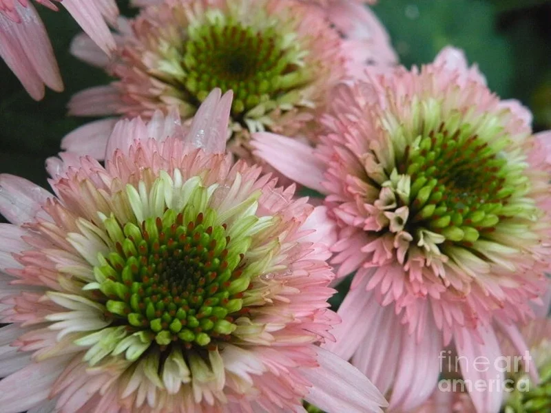 50 DBL Pink Green Coneflower Seeds - Echinacea Perennial Flowers - Image 2