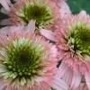 50 DBL Pink Green Coneflower Seeds - Echinacea Perennial Flowers - Image 1