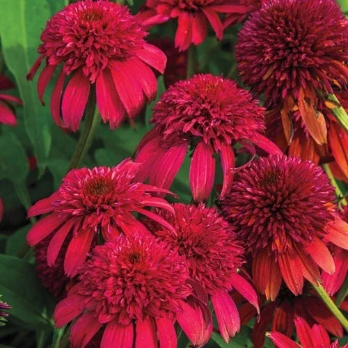 50 Double Cranberry Coneflower Seeds - Echinacea Perennial Flower - Image 1