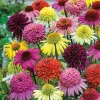 50 Double Mix Coneflower Seeds - Echinacea Perennial Flower Seeds - Image 1