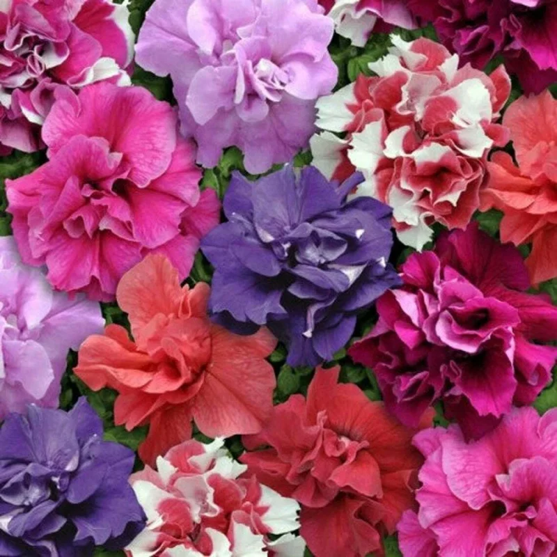 50 Double Mix Petunia Seeds – Vibrant Flowers for Hanging Baskets - Image 2