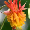 50 Double Orange Yellow Columbine Seeds - Perennial Flower Seeds - Image 1