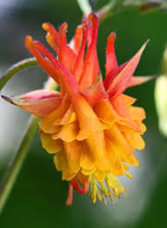 50 Double Orange Yellow Columbine Seeds - Perennial Flower Seeds - Image 1