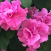 50 Double Pink Petunia Seeds - Annual Perennial Flowers - Image 1