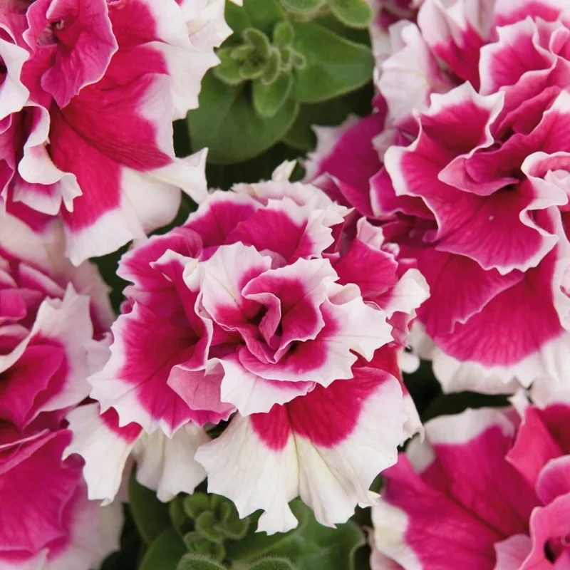 50 Double Pink White Petunia Seeds - Vibrant Flower Blooms for Garden - Image 1