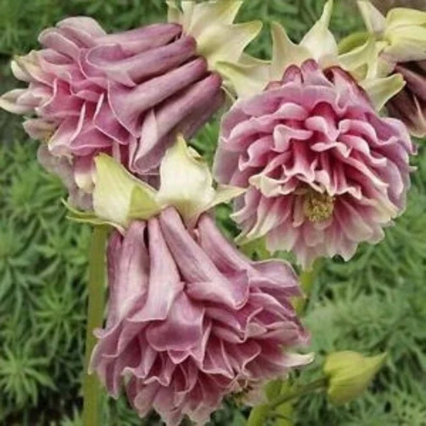 50 Double Rose Columbine Seeds - Perennial Flowers for Garden - Image 2