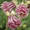 50 Double Rose Columbine Seeds - Perennial Flowers for Garden - Image 1