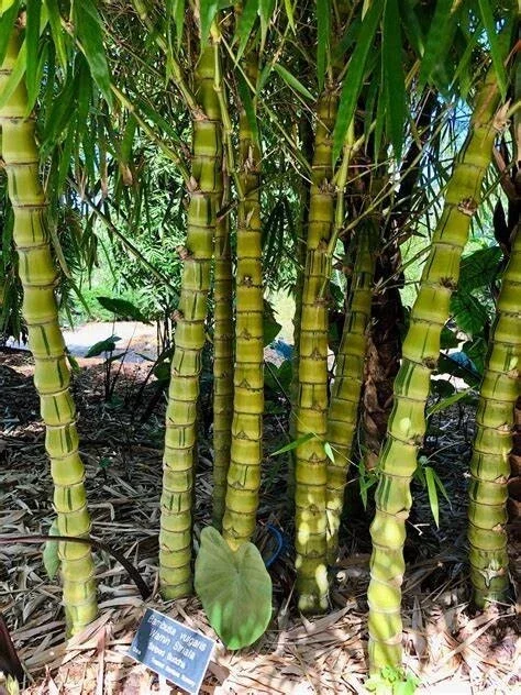 50 Dwarf Buddha Belly Bamboo Seeds - Privacy Screen Plant - Image 2