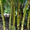 50 Dwarf Buddha Belly Bamboo Seeds - Privacy Screen Plant - Image 1
