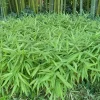 50 Dwarf Fernleaf Bamboo Seeds - Privacy Plant, Garden Clumping, Shade Screen - Image 1