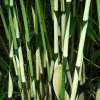 50 Fargesia Bamboo Seeds - Clumping Privacy Shade Garden Seed Pack 50 Fargesia Bamboo Seeds - Clumping Privacy Shade Garden Seed Pack - Image 1