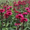 50 Fatal Attraction Coneflower Seeds - Echinacea Perennial Flowers - Image 1