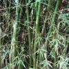 50 Giant Indian Bamboo Seeds - Clumping Shade Privacy Plant - Image 1