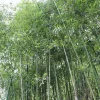 50 Giant Japanese Timber Bamboo Seeds - Privacy Screen Plant - Image 1