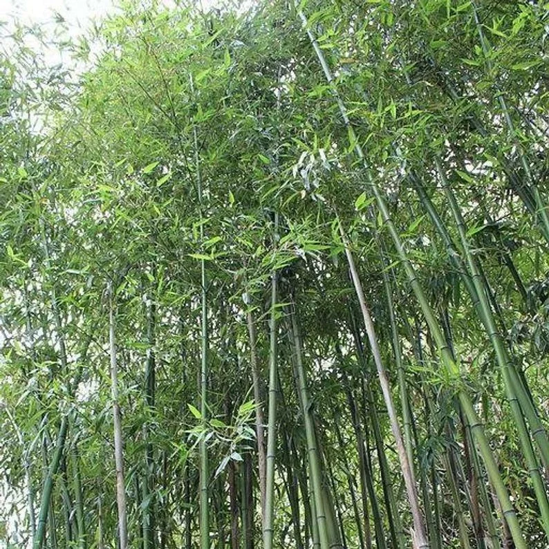 50 Giant Japanese Timber Bamboo Seeds - Privacy Screen Plant - Image 1