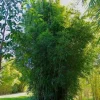 50 Gracilis Bamboo Seeds - Clumping Privacy Screen for Garden & Shade - Image 1