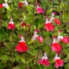 50 Hot Lips Salvia Seeds - Perennial Flower Seeds for Hummingbirds - Image 1