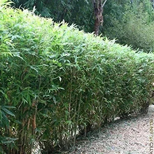 50 Lady Finger Bamboo Seeds - Clumping Privacy Plant for Garden - Image 1