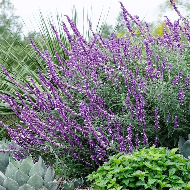50 Leucantha Salvia Seeds - Perennial Flower Seeds for Hummingbirds - Image 1
