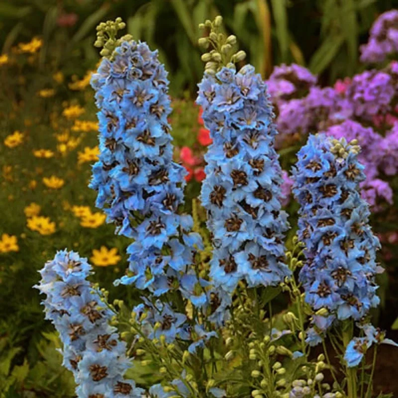 50 Moonlight Blues Delphinium Seeds - Tall Perennial Flower for Garden - Image 2
