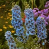 50 Moonlight Blues Delphinium Seeds - Tall Perennial Flower for Garden - Image 1