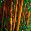 50 Orange Bamboo Seeds - Exotic Clumping Privacy Screen for Garden 50 Orange Bamboo Seeds - Exotic Clumping Privacy Screen for Garden - Image 1