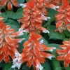 50 Orange White Salvia Seeds - Perennial Flowers for Hummingbirds - Image 1