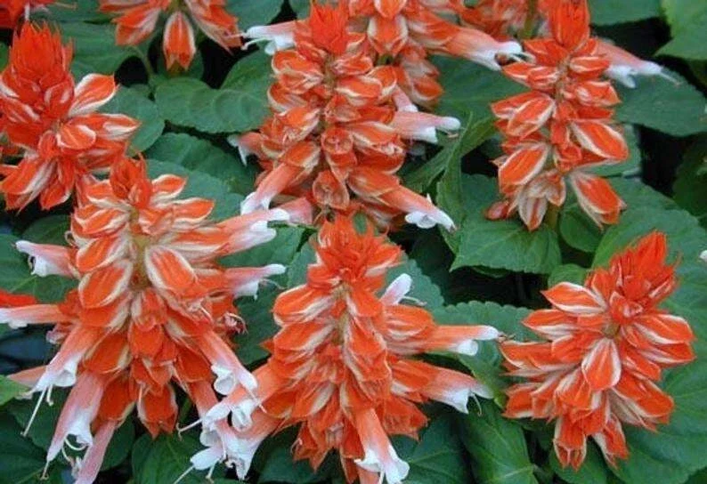 50 Orange White Salvia Seeds - Perennial Flowers for Hummingbirds - Image 1