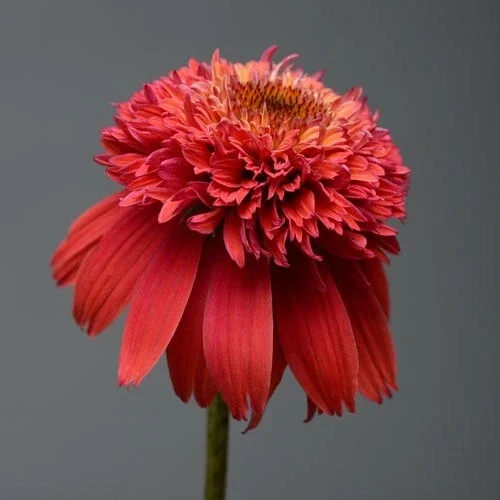 50 Orangeberry Coneflower Seeds - Echinacea Perennial Flower Seeds, Outdoor - Image 1