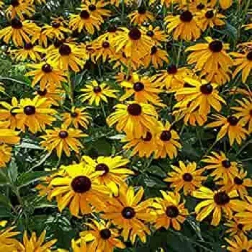 50 Ozark Gold Coneflower Seeds - Echinacea Perennial Flowers - Image 1