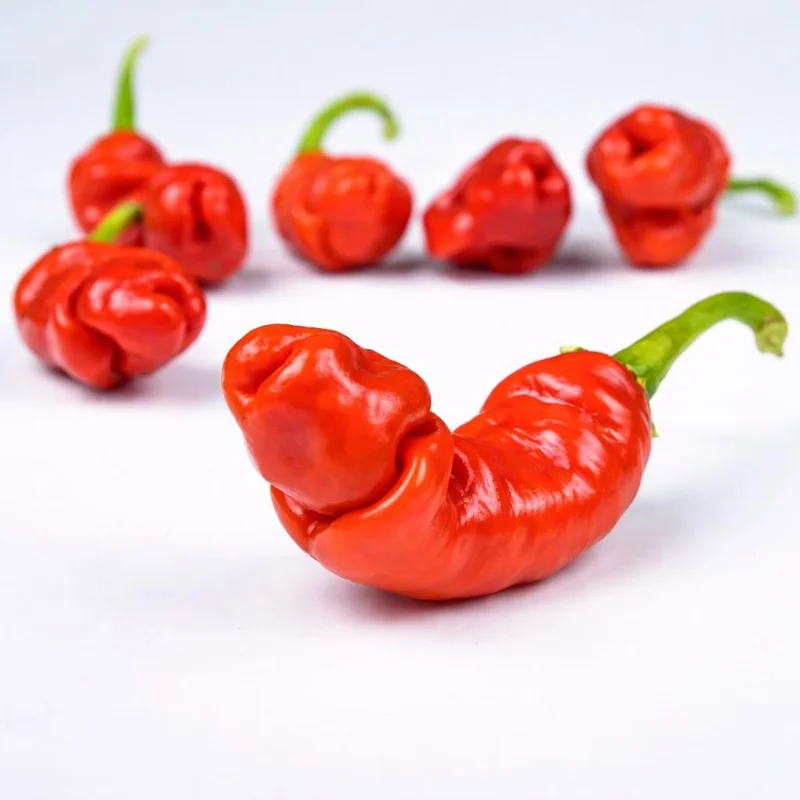 50 Peter Pepper Seeds – Heirloom Hot Chili Pepper Seeds, Non-GMO - Image 2