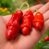 50 Peter Pepper Seeds – Heirloom Hot Chili Pepper Seeds, Non-GMO - Image 1