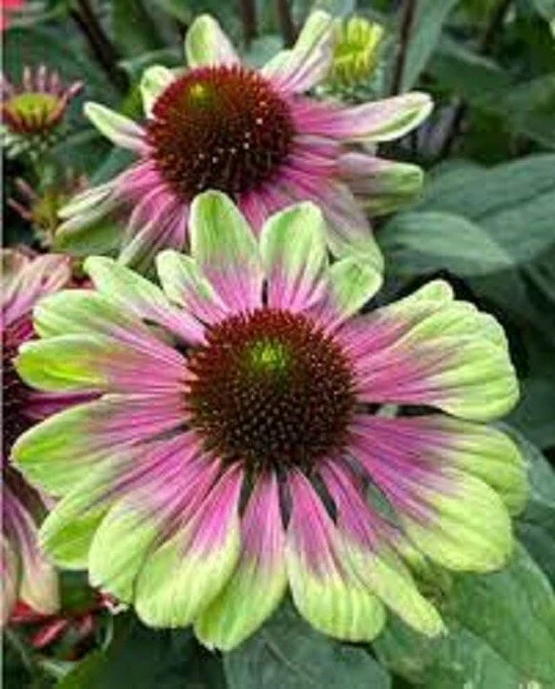 50 Pink Green Coneflower Seeds - Echinacea Perennial Flowers for Garden - Image 2