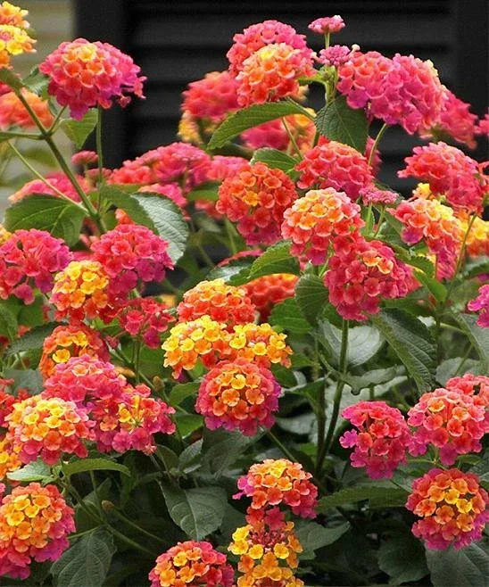 50 Pink Orange Verbena Flower Seeds - Perennial Wildflower for Spring Planting - Image 1