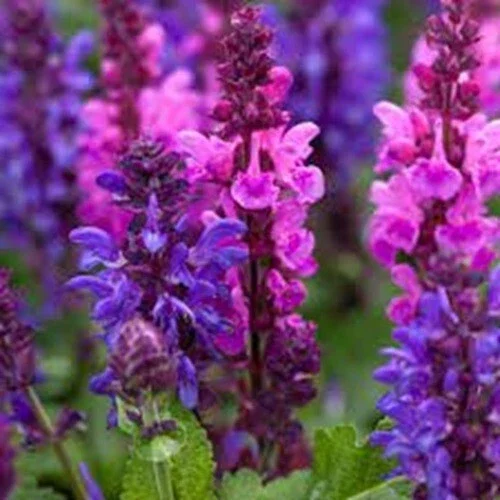 50 Pink Purple Salvia Flower Seeds – Perennial – Attracts Hummingbirds - Image 1
