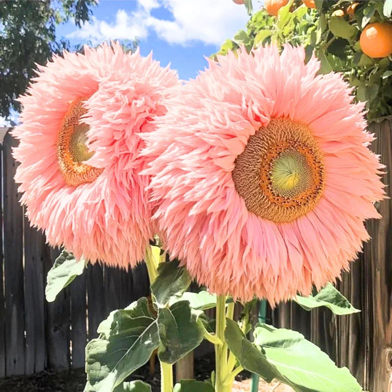 50 Pink Teddy Bear Sunflower Seeds - Giant Fluffy Double Blooms for Cottage Gardens - Image 2