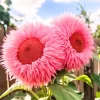 50 Pink Teddy Bear Sunflower Seeds - Giant Fluffy Double Blooms for Cottage Gardens - Image 1