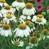 50 Pow Wow White Coneflower Seeds - Echinacea Perennial Flowers Outdoor - Image 1