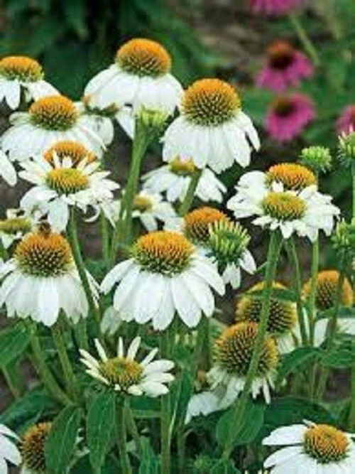 50 Pow Wow White Coneflower Seeds - Echinacea Perennial Flowers Outdoor - Image 1