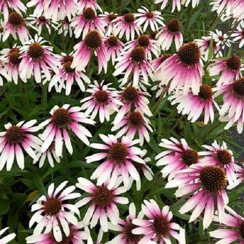 50 Pretty Parasols Coneflower Seeds - Echinacea Perennial Flowers for Garden - Image 1