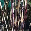 50 Purple Bamboo Seeds - Privacy Plant, Garden Clumping Shade - Image 1