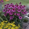 50 Purple Coneflower Seeds - Echinacea Flower Perennial - Outdoor - Image 1