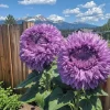 50 Purple Giant Teddy Bear Sunflower Seeds - Unique Flower Seeds for Planting - Image 1