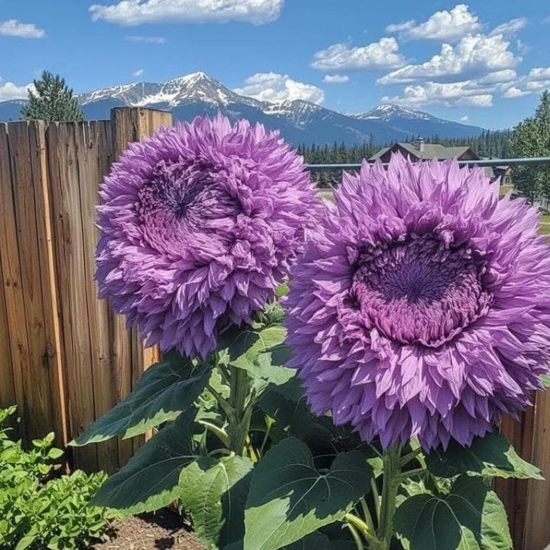 50 Purple Giant Teddy Bear Sunflower Seeds - Unique Flower Seeds for Planting - Image 1